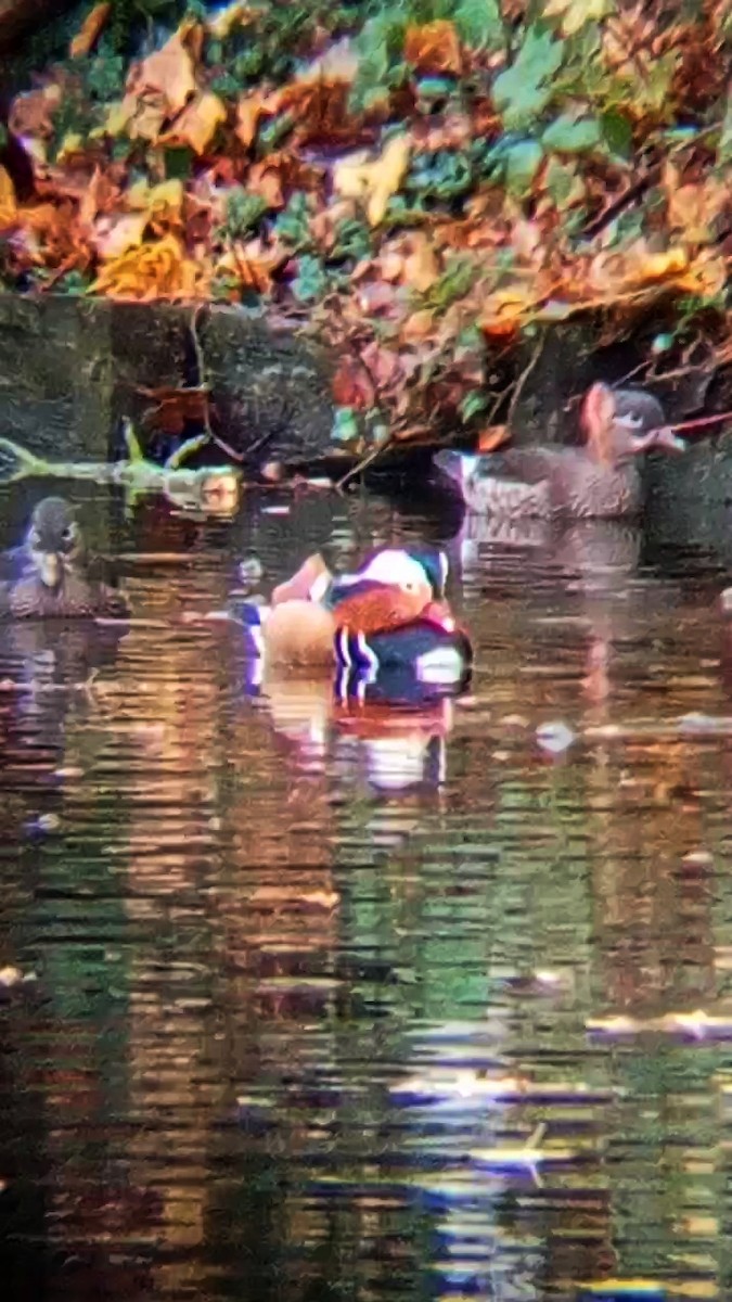 Mandarin Duck - ML626570397