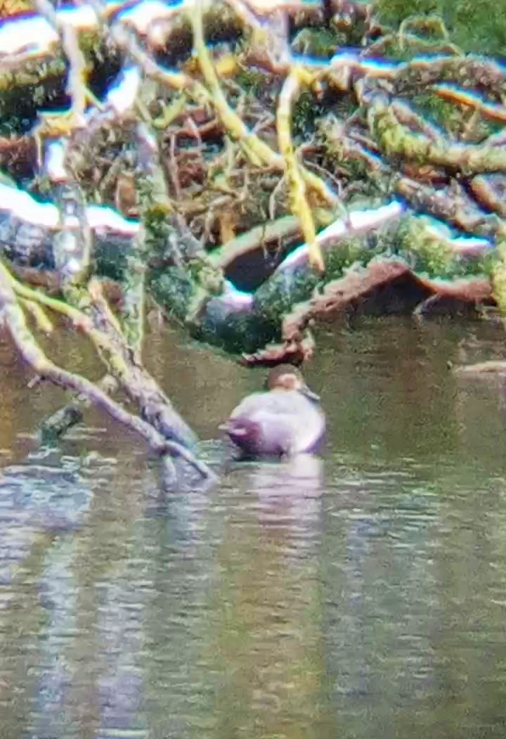 Common Pochard - ML626570414