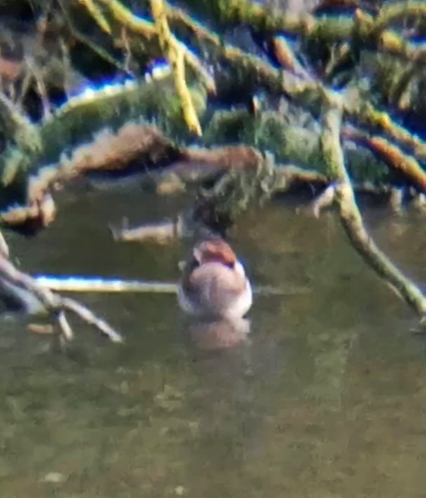 Common Pochard - ML626570415