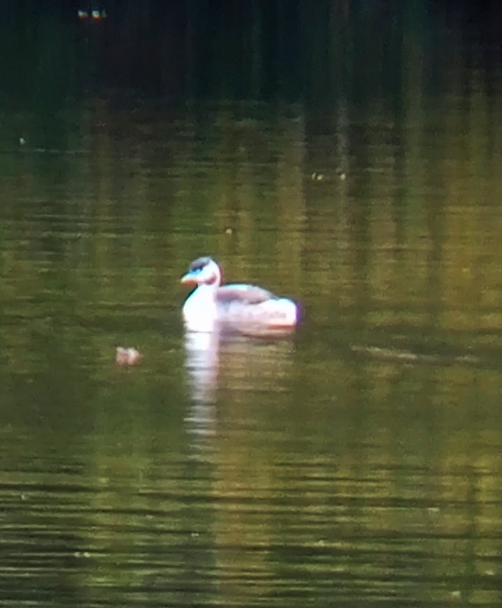 Great Crested Grebe - ML626570441