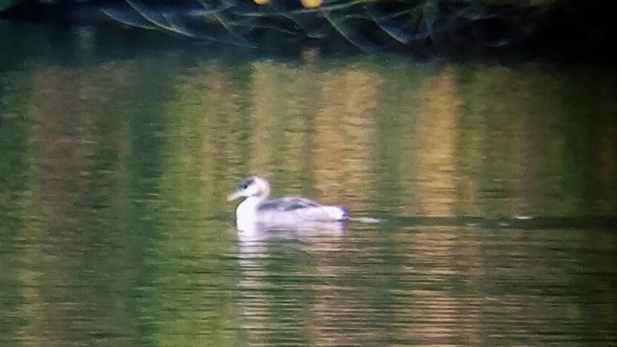 Great Crested Grebe - ML626570453