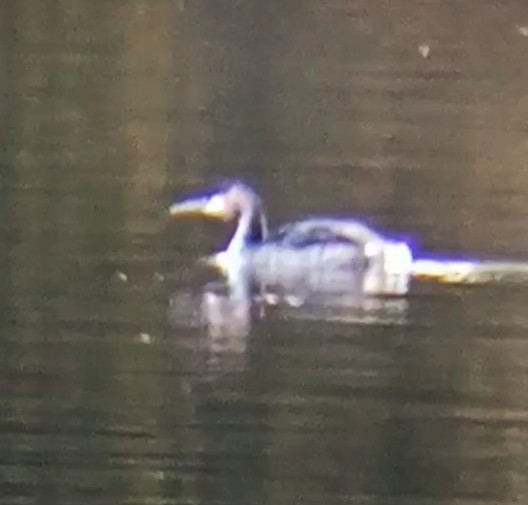 Great Crested Grebe - ML626570454