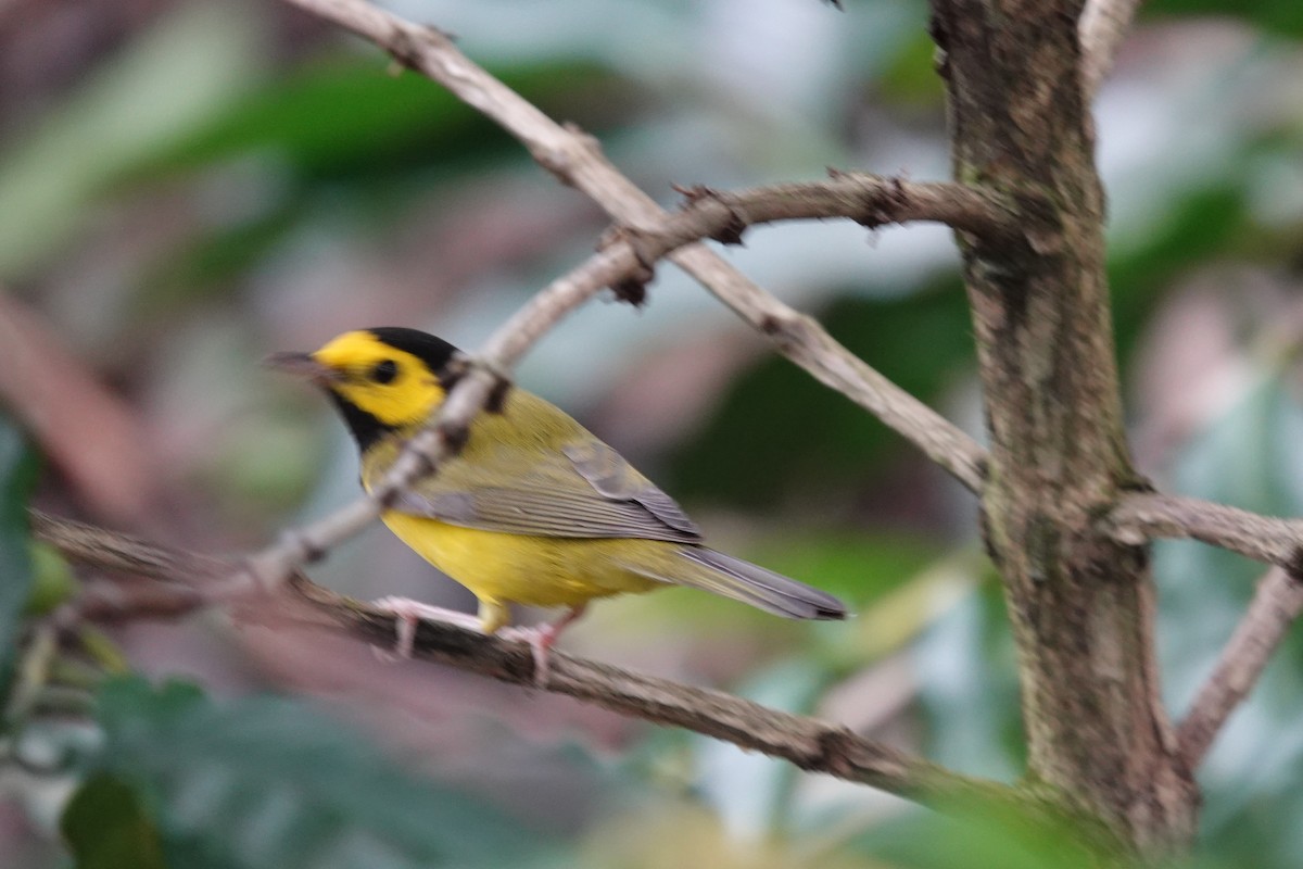 Hooded Warbler - ML626570465