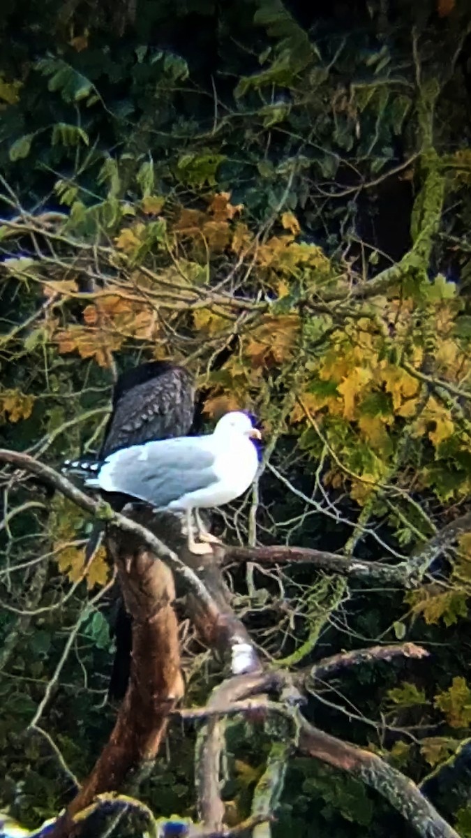 Yellow-legged Gull - ML626570496