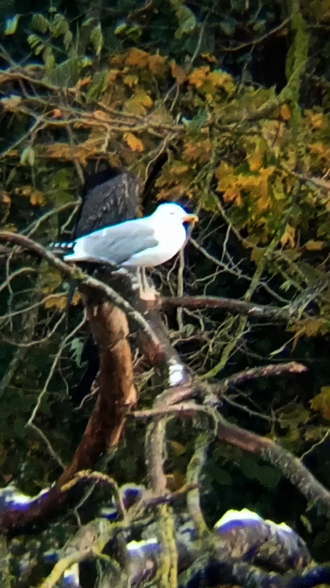 Yellow-legged Gull - ML626570497