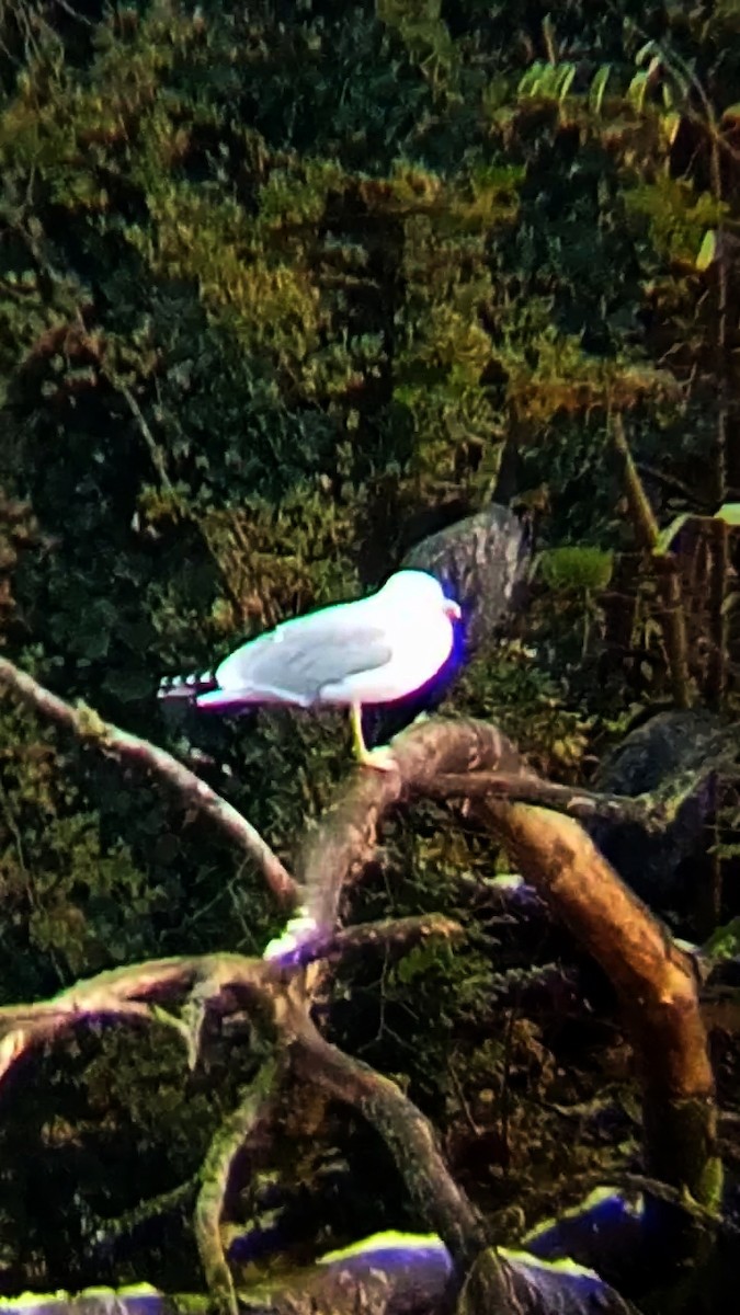 Yellow-legged Gull - ML626570499