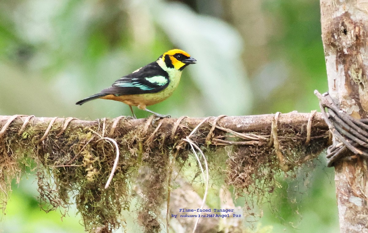 Flame-faced Tanager - ML626570615