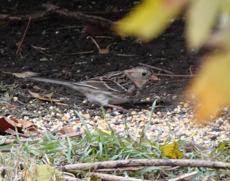 Harris's Sparrow - ML626570626