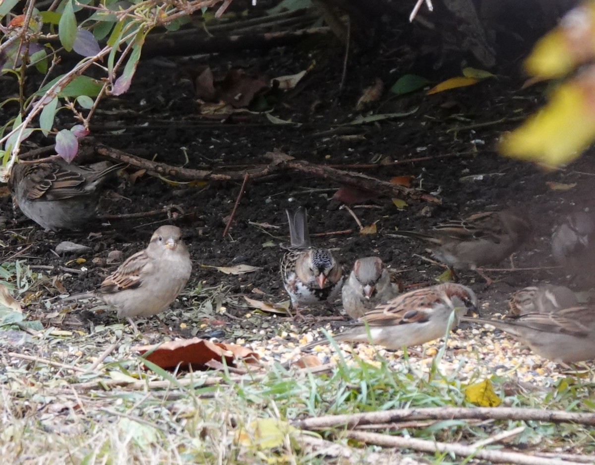 Harris's Sparrow - ML626570629