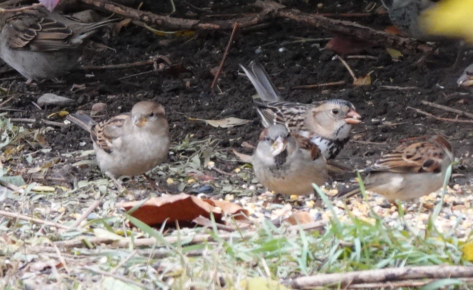 Harris's Sparrow - ML626570633