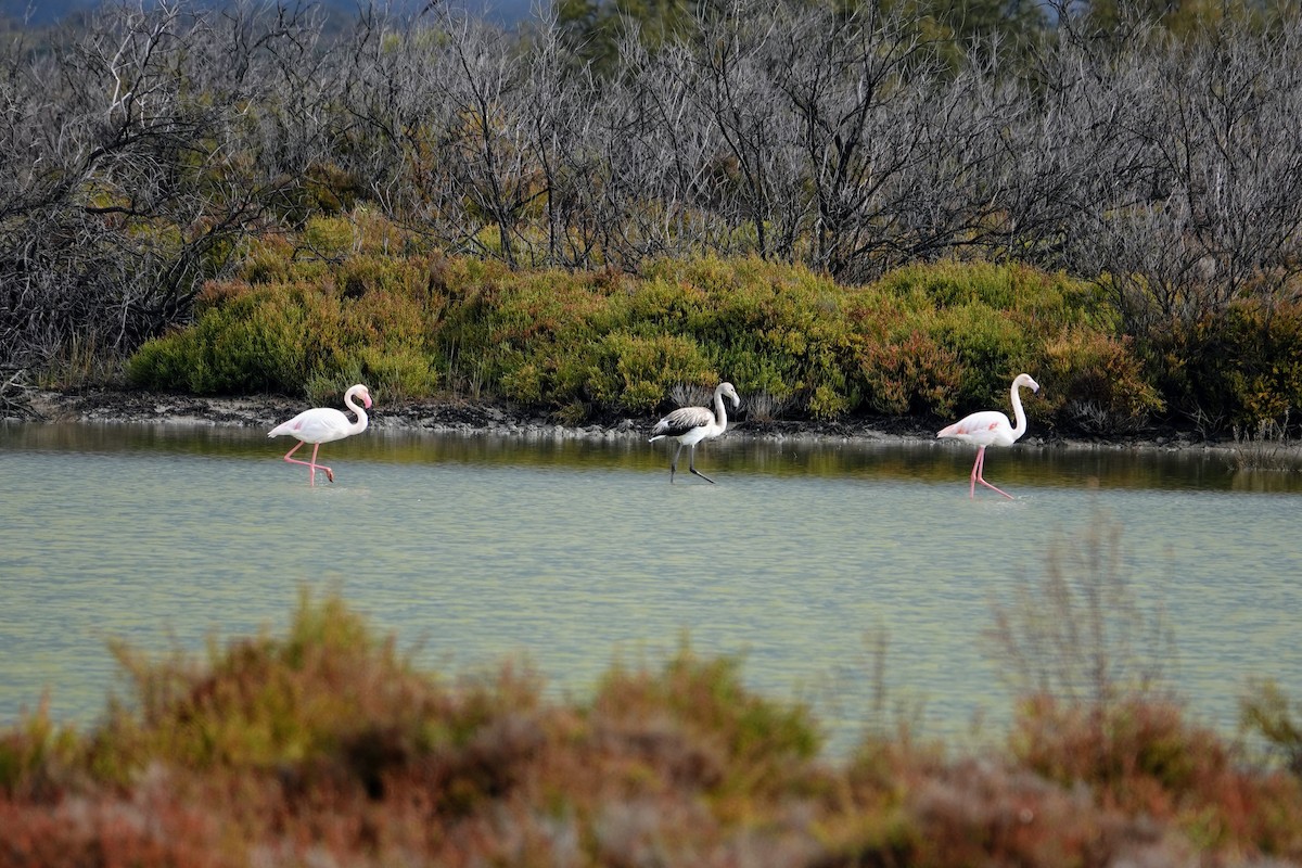 Greater Flamingo - ML626570634