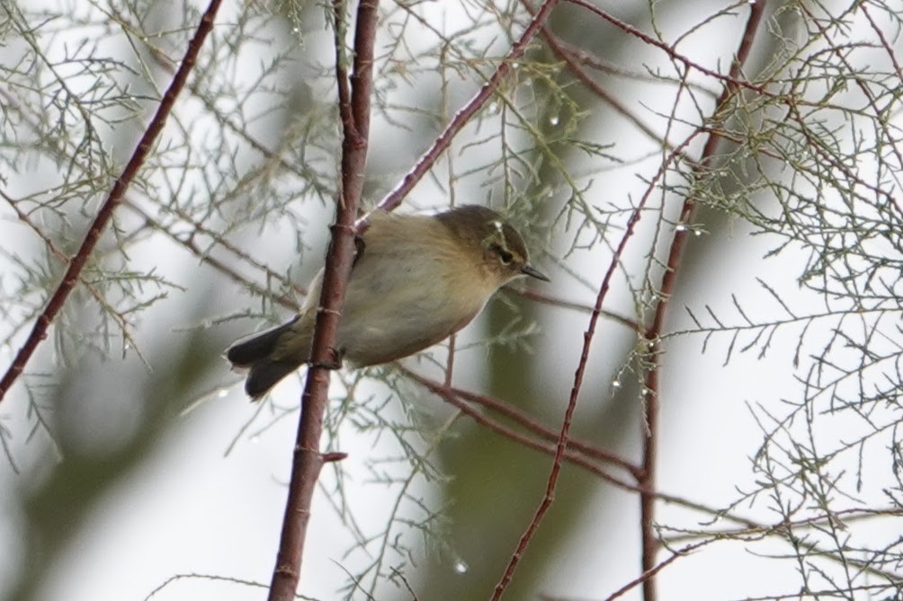 Common Chiffchaff - ML626570783