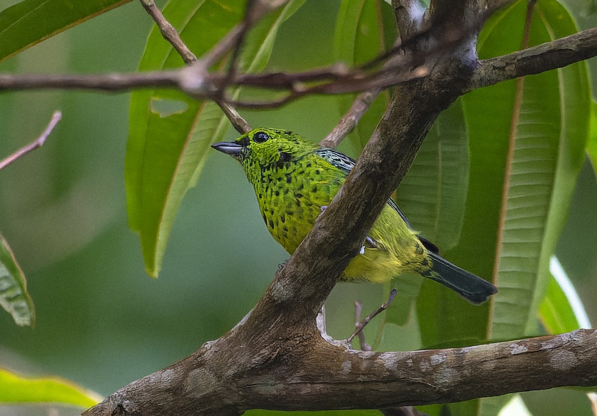 Yellow-bellied Tanager - ML626571231