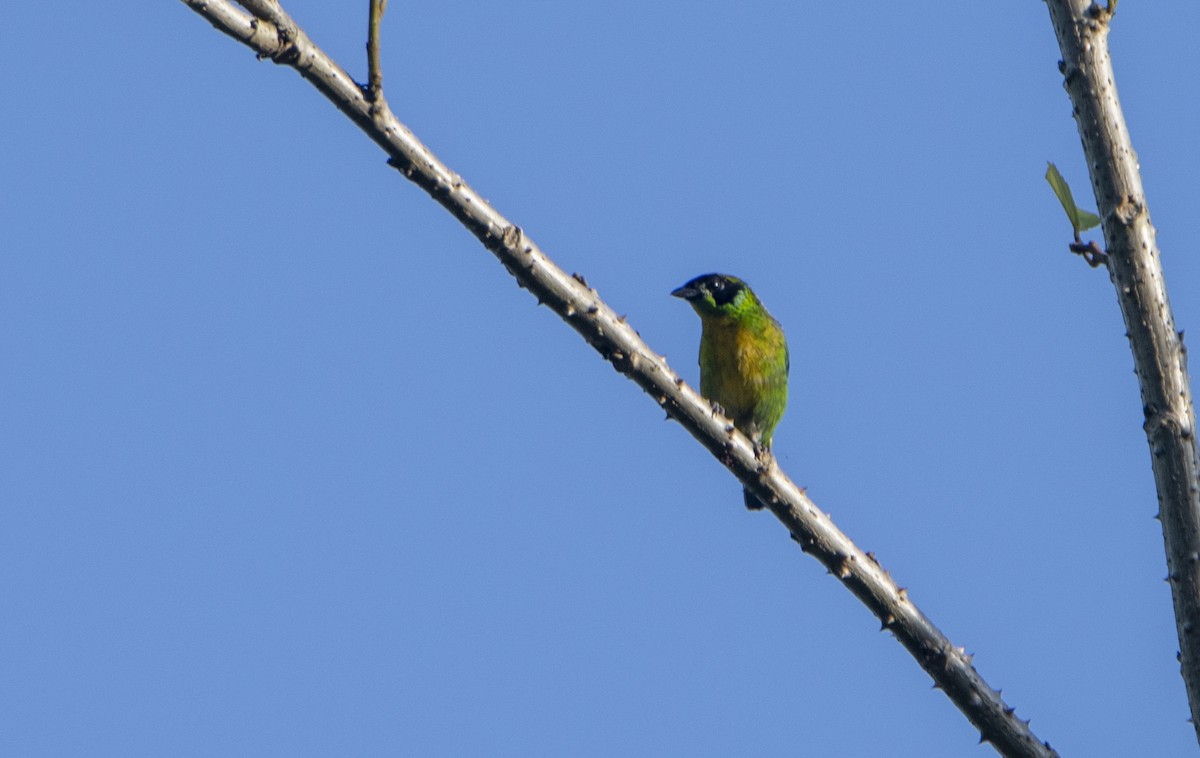 Green-and-gold Tanager - ML626571260