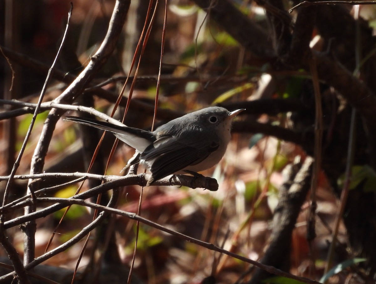 Blue-gray Gnatcatcher - ML626571292