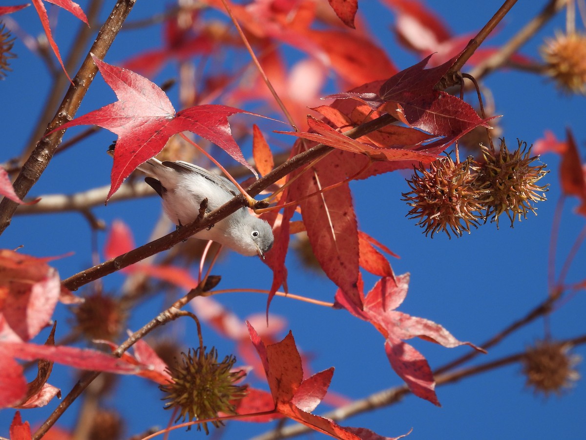 Blue-gray Gnatcatcher - ML626571293