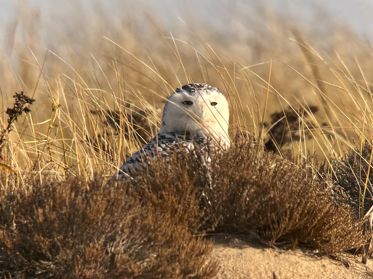 Snowy Owl - ML626571410