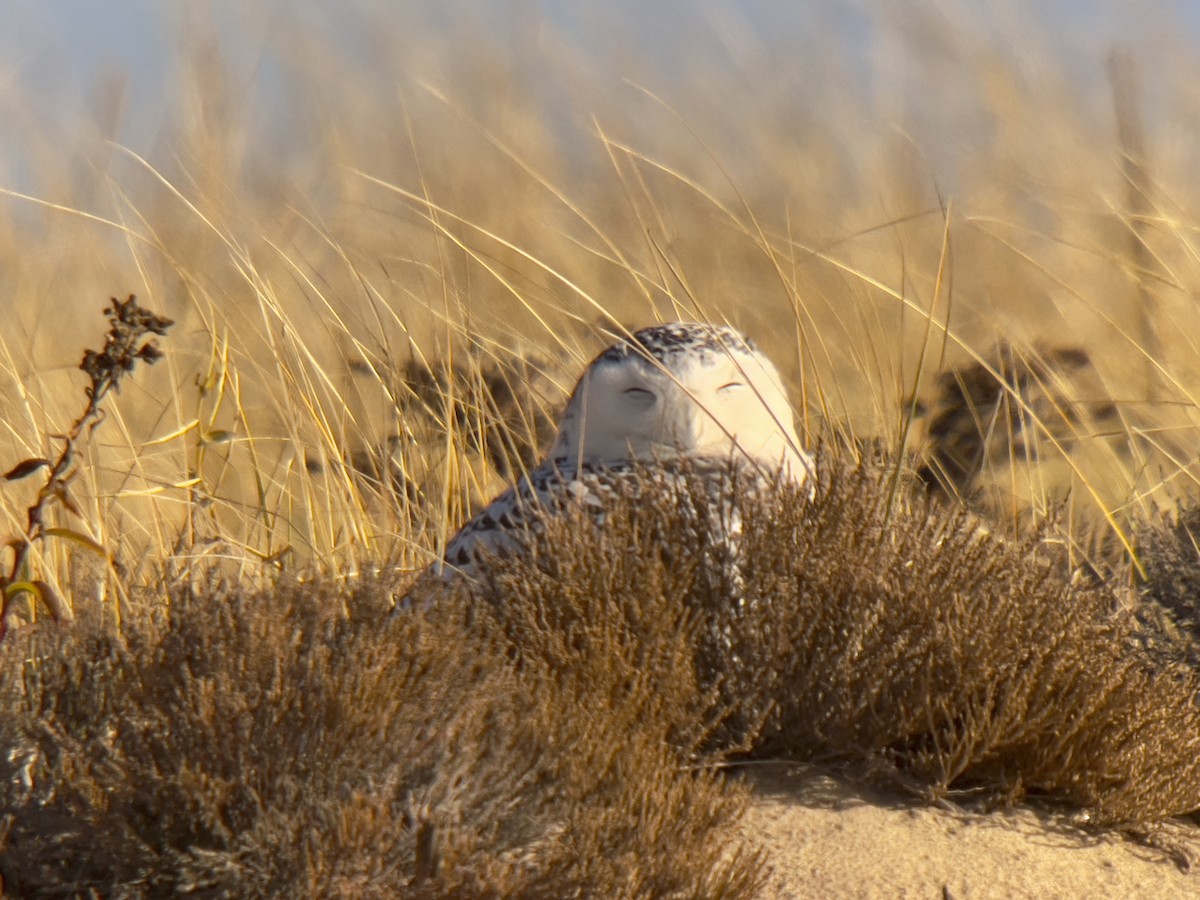 Snowy Owl - ML626571411