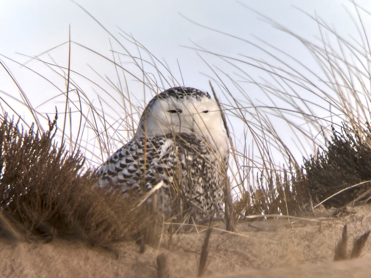 Snowy Owl - ML626571412