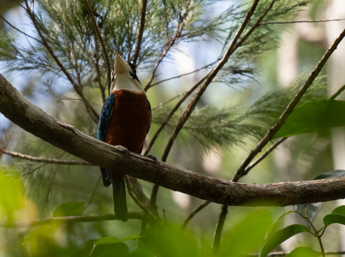 Rufous-bellied Kookaburra - ML626571486