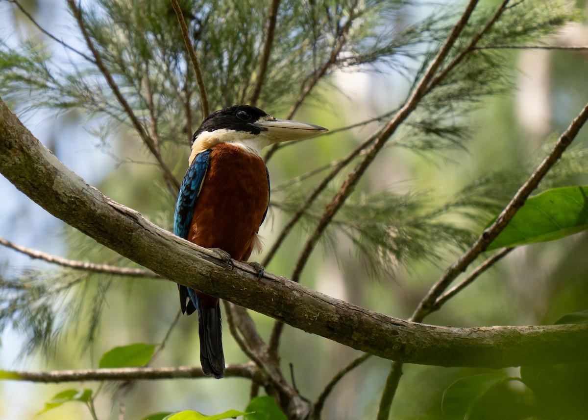 Rufous-bellied Kookaburra - ML626571487