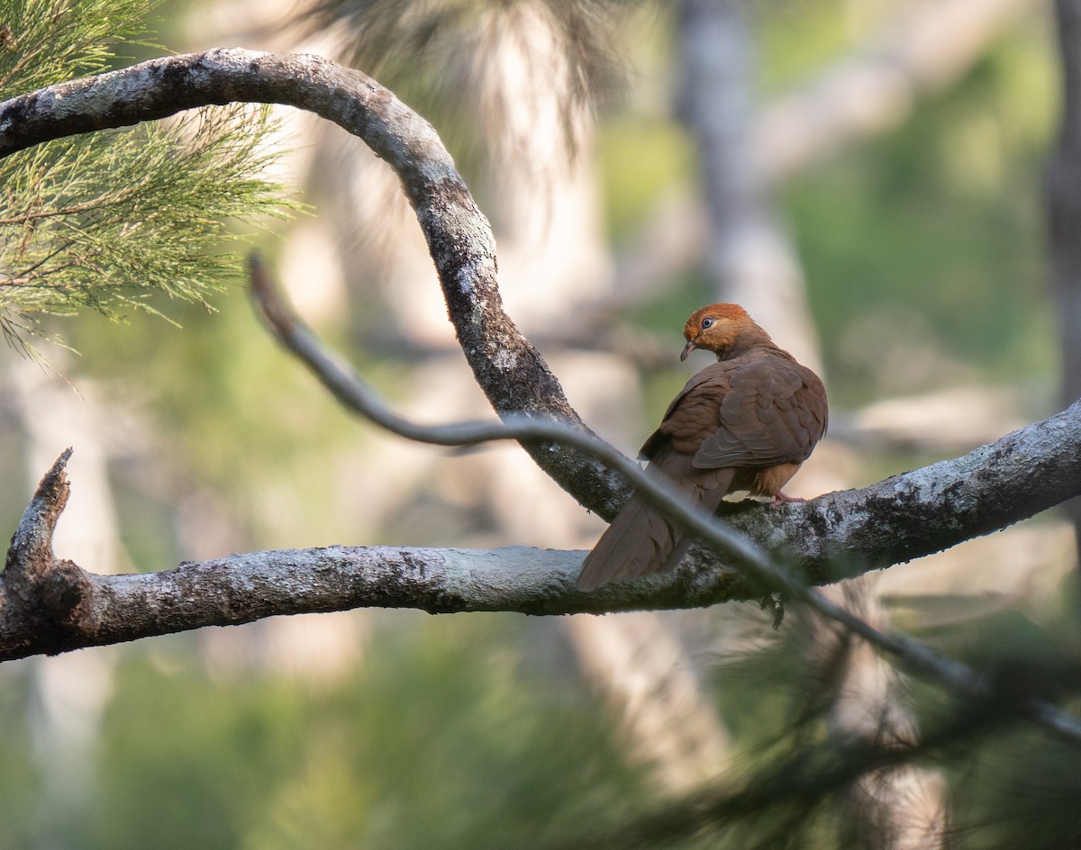 Amboyna Cuckoo-Dove - ML626571529