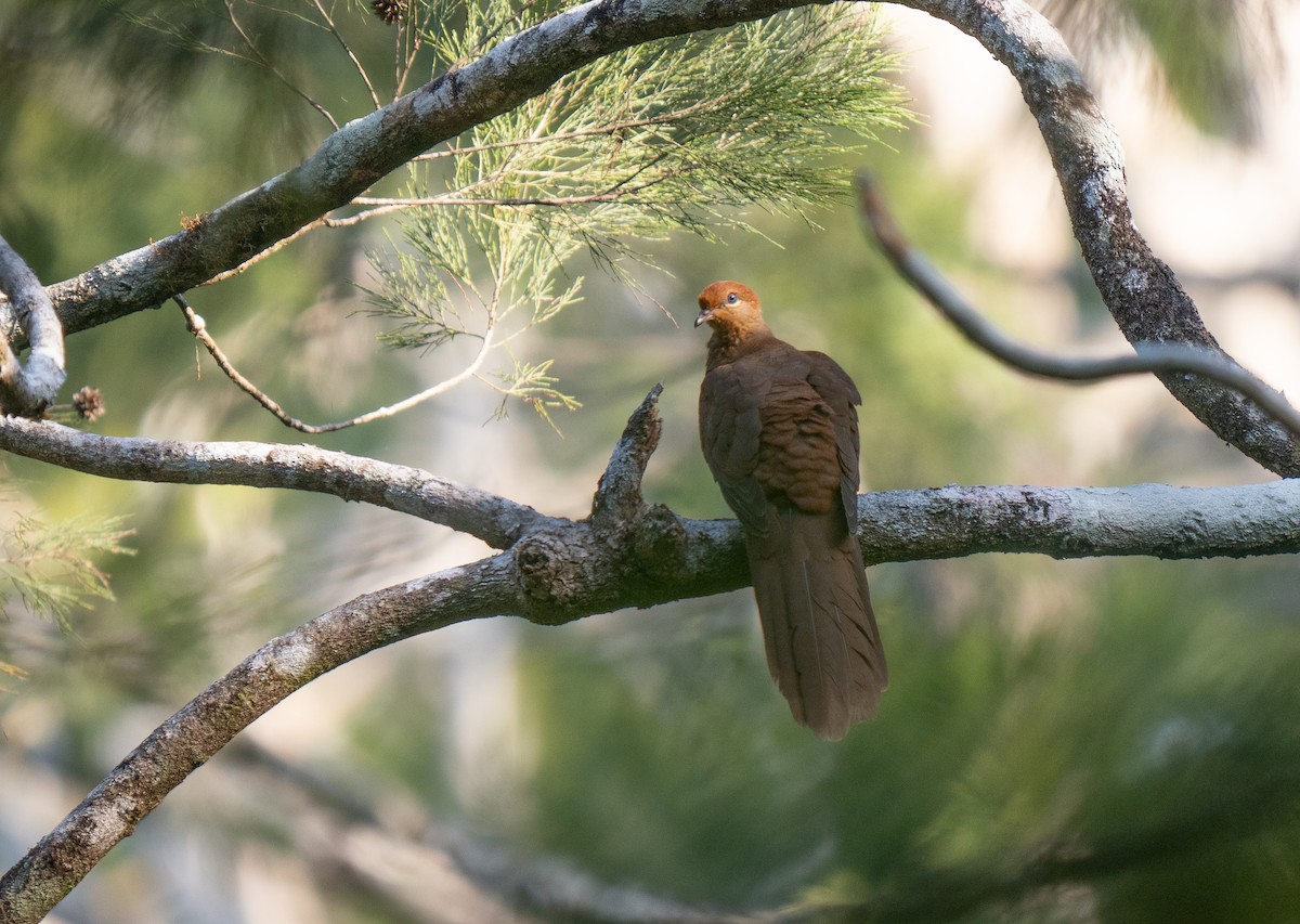 Amboyna Cuckoo-Dove - ML626571530