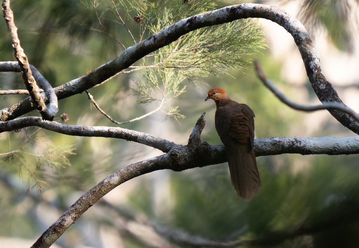 Amboyna Cuckoo-Dove - ML626571531