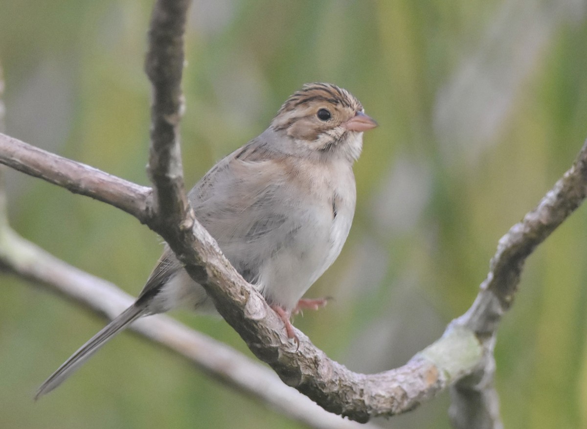 Clay-colored Sparrow - ML626571534
