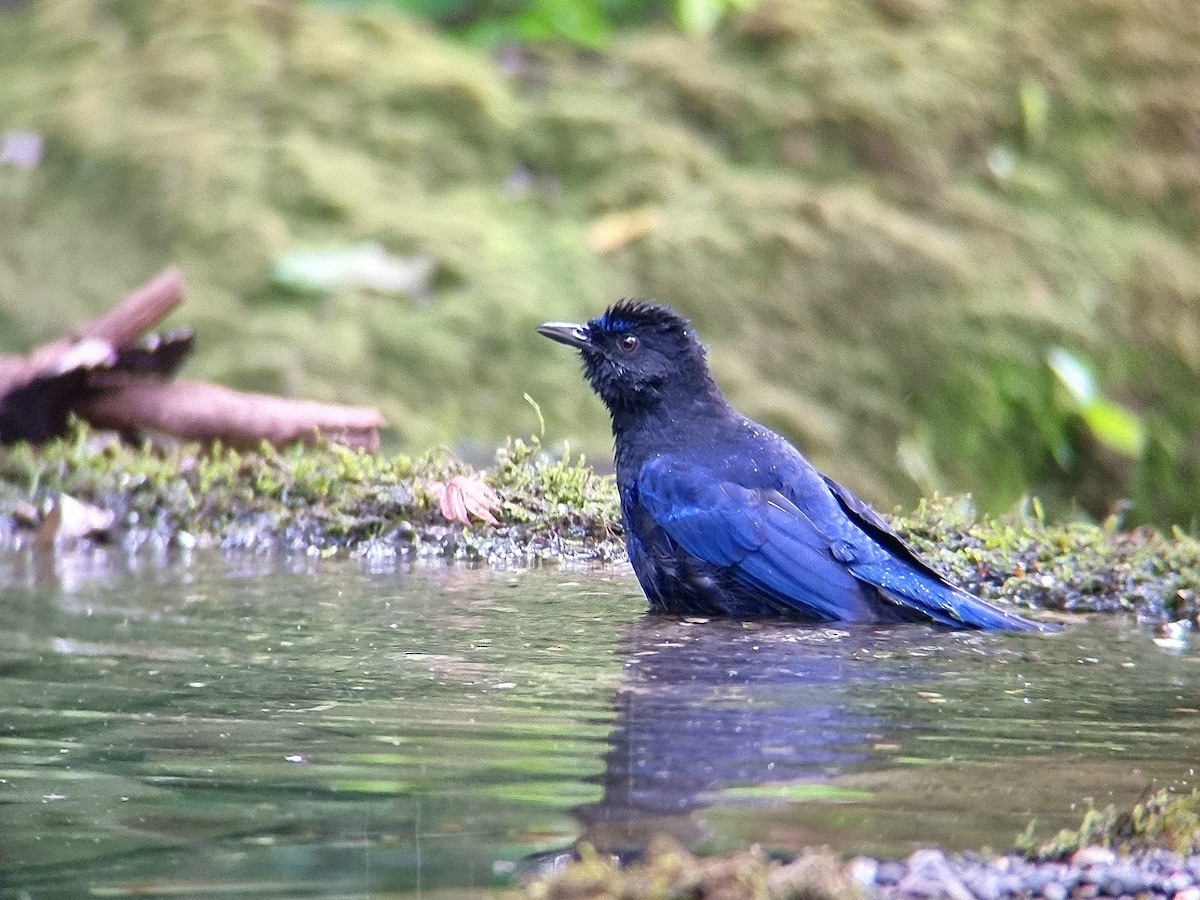 Malabar Whistling-Thrush - ML626571538
