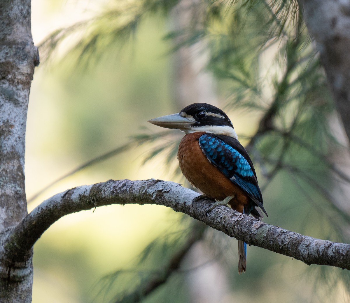 Rufous-bellied Kookaburra - ML626571553