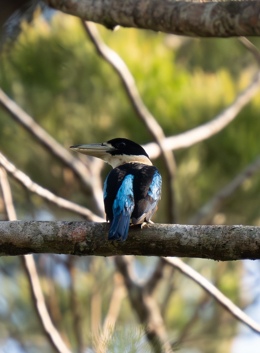 Rufous-bellied Kookaburra - ML626571555