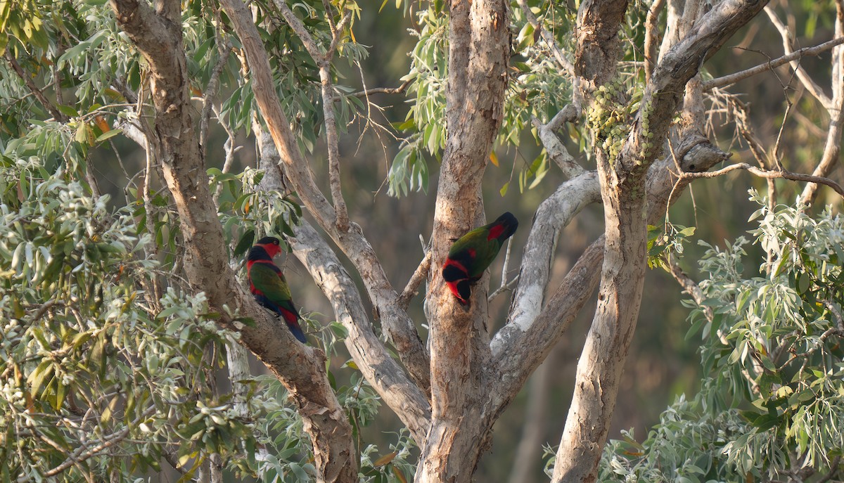 Black-capped Lory - ML626571567