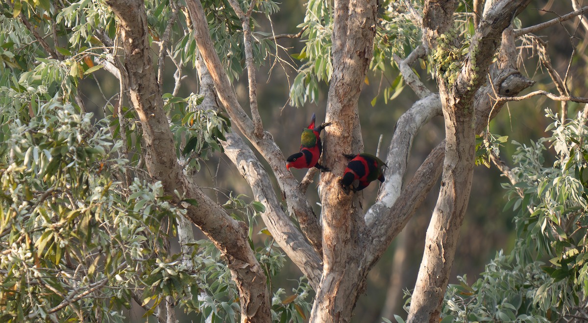 Black-capped Lory - ML626571568