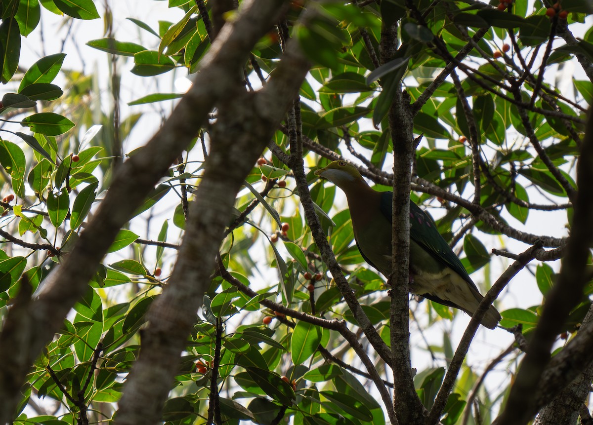 Pink-spotted Fruit-Dove - ML626571634