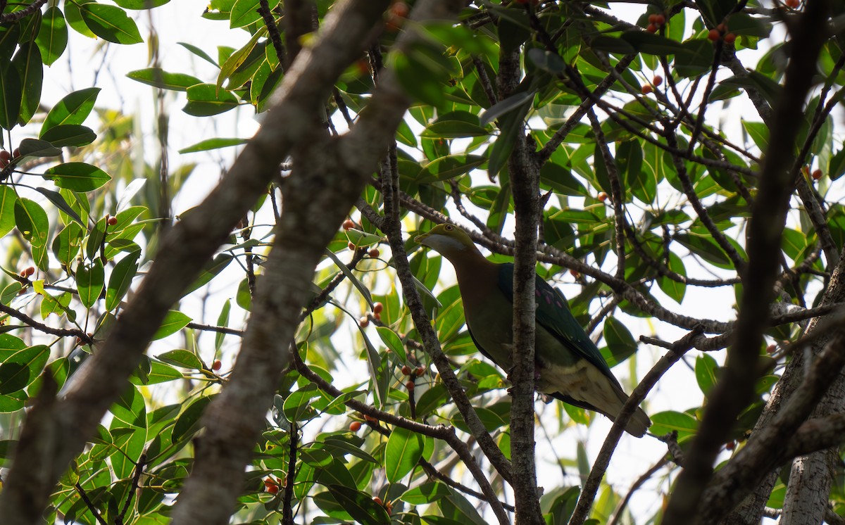 Pink-spotted Fruit-Dove - ML626571635
