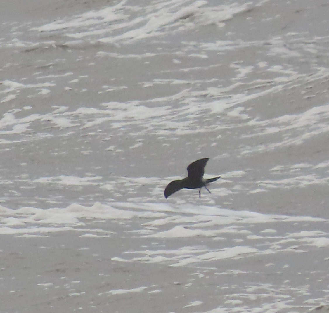 Leach's Storm-Petrel - ML626571710