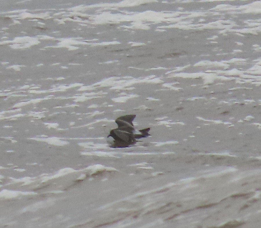 Leach's Storm-Petrel - ML626571713