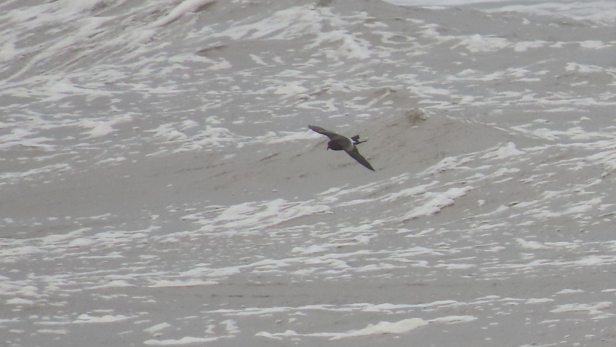 Leach's Storm-Petrel - ML626571714