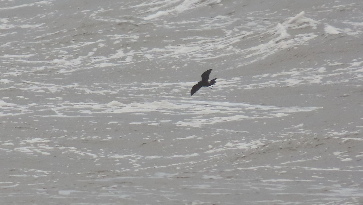 Leach's Storm-Petrel - ML626571715