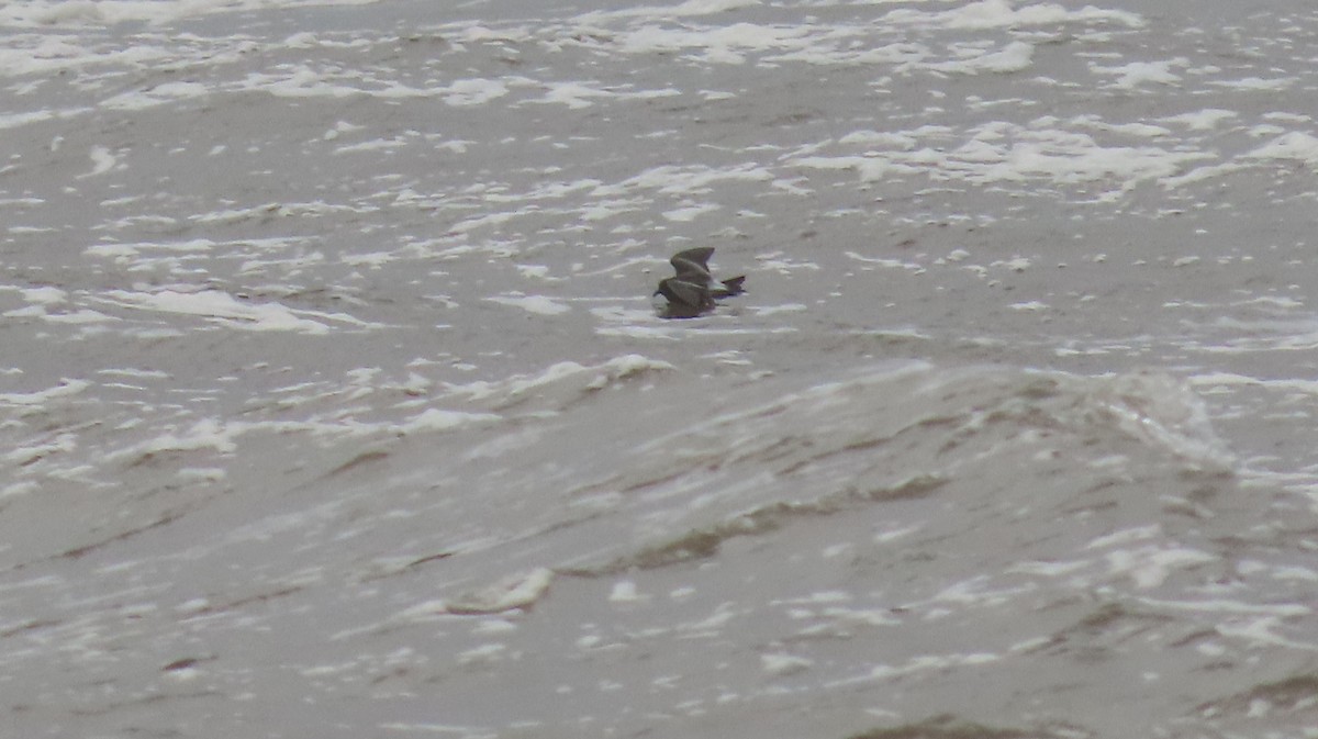 Leach's Storm-Petrel - ML626571716