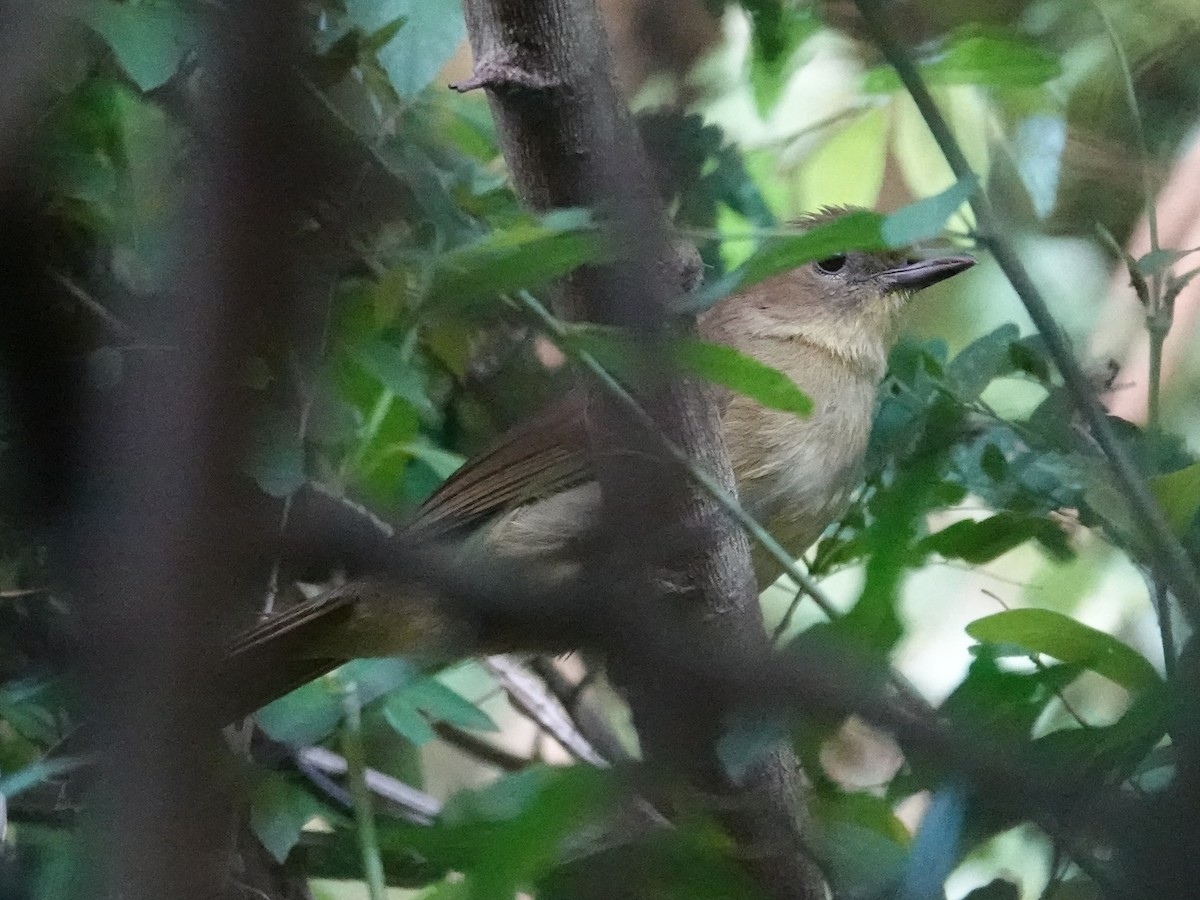 Terrestrial Brownbul - ML626571718