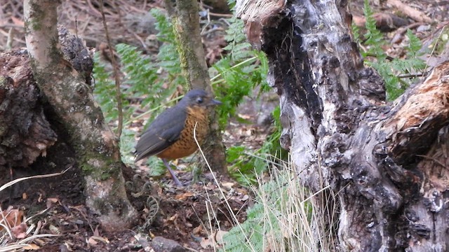 skjellmaurpitta - ML626571852