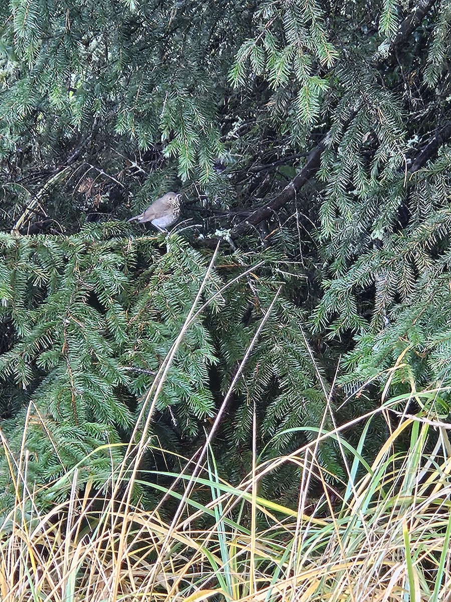 Hermit Thrush - ML626571917