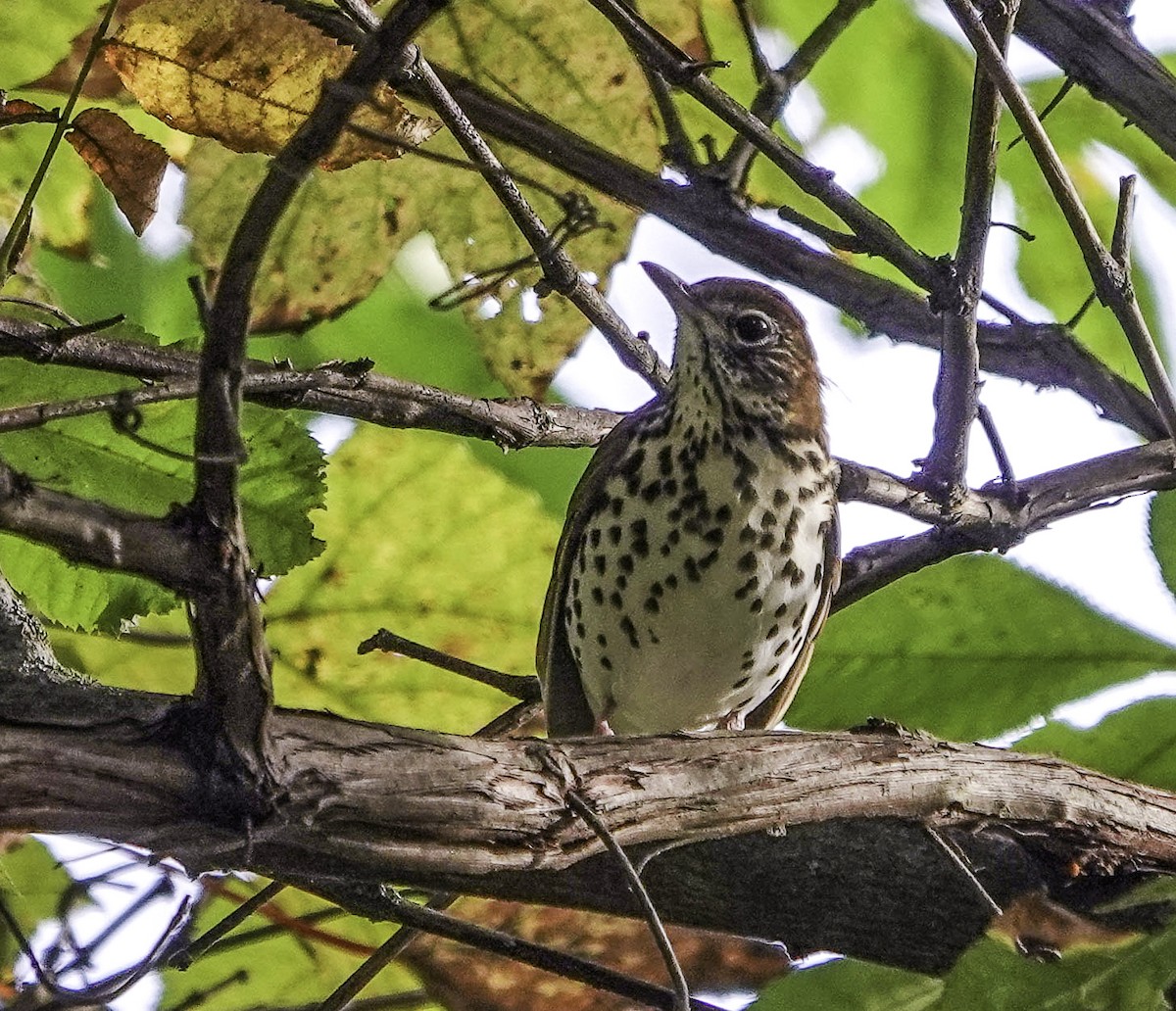 Wood Thrush - ML626571996