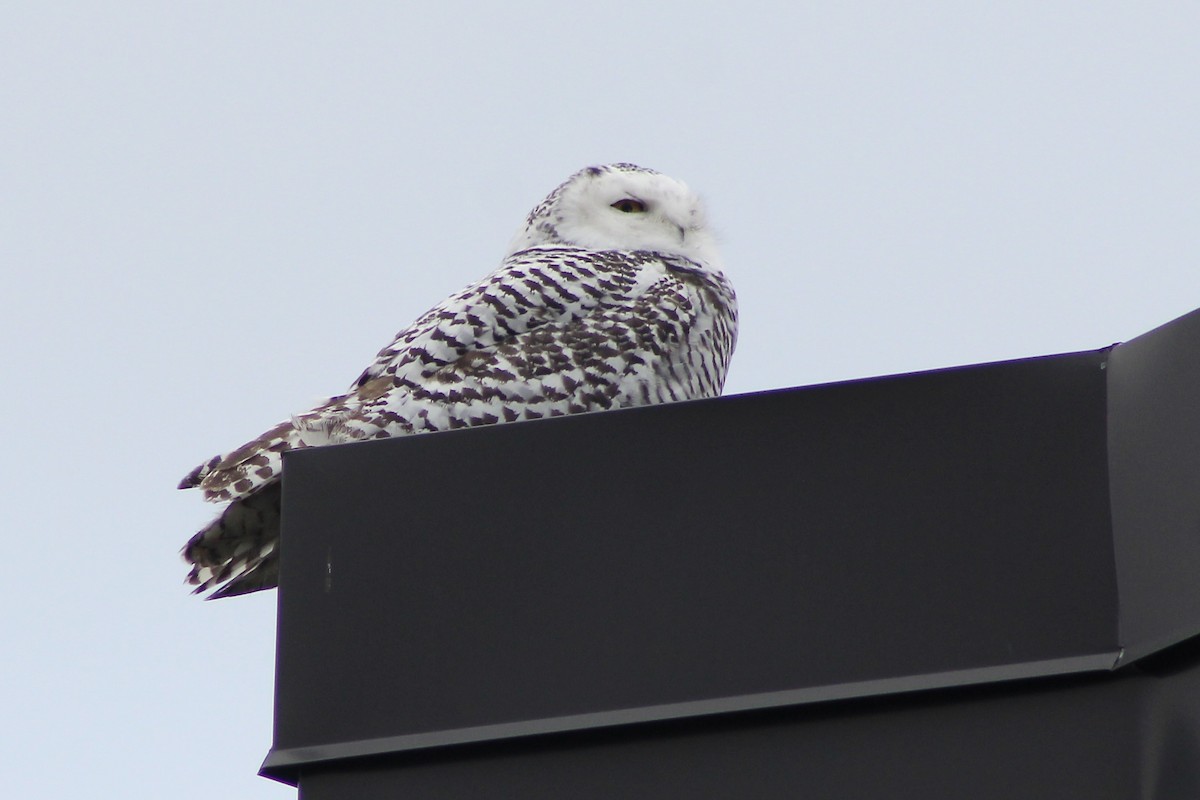 Snowy Owl - ML626572100