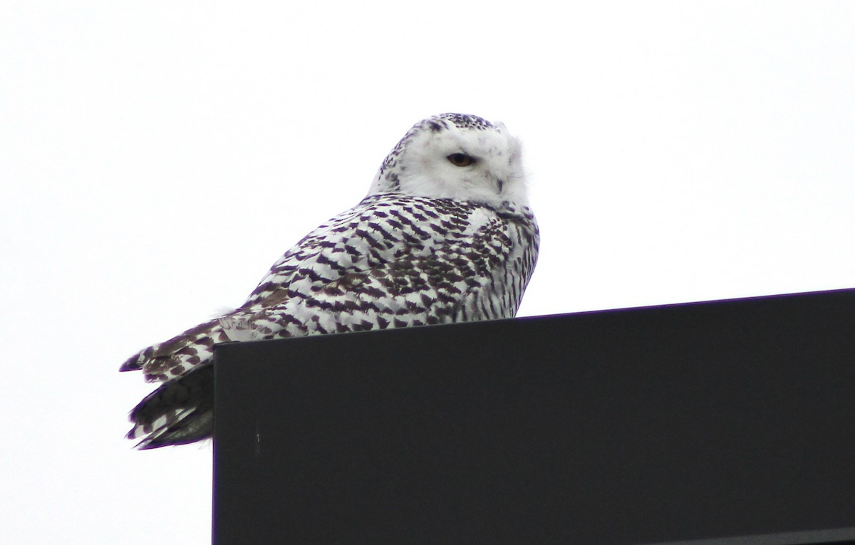 Snowy Owl - ML626572107