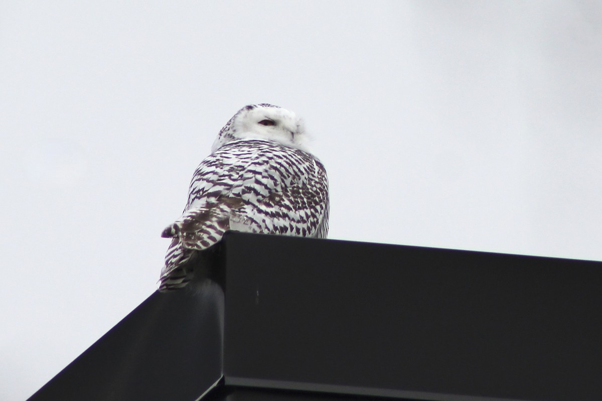 Snowy Owl - ML626572157