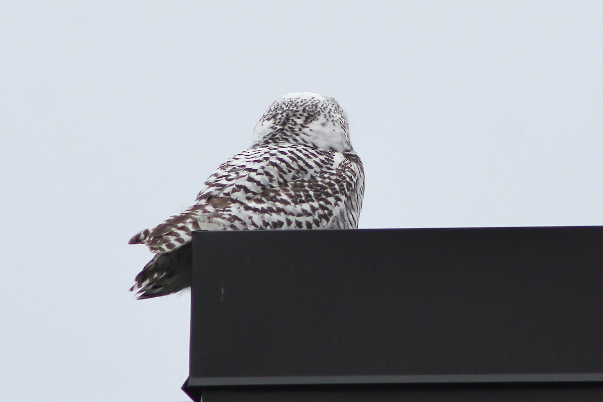 Snowy Owl - ML626572209