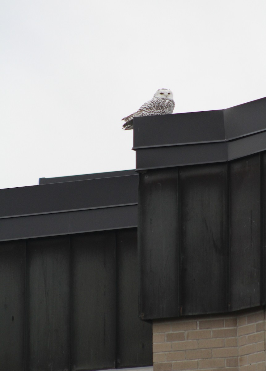 Snowy Owl - ML626572236